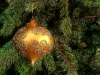 gold-bulb-pine