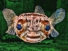 austalian-raccon-fish