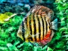 striped-fish-1