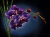 purple-orchid-dark-reversed-2