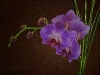 purple-orchid