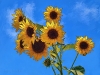 sun-flower-huddle