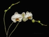 white-lilies-on-black