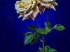 white-roses-on-blue