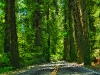 road_through_norcal_redwoods