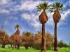 twin-palm-trees
