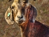 mi_goat_up_close